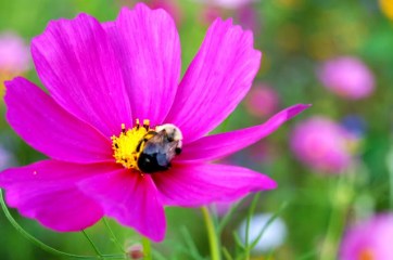 Not THE bee- just a pic of a bee I took a few summer ago.