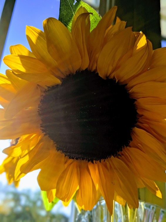 00100lPORTRAIT_00100_BURST20190819184203919_COVER